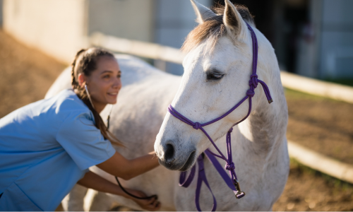 A veterinarian evaluating the heartbeat of a horse.