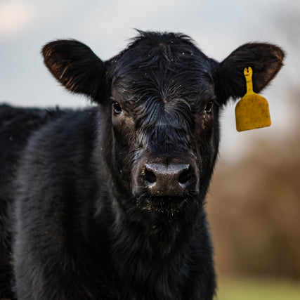Livestock Feed & SuppliesA black cow with a yellow ear tag standing in a pasture.