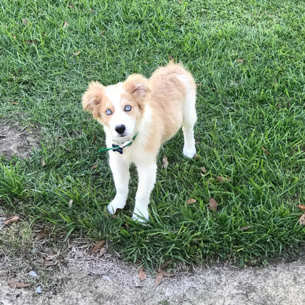 Pet Food & SuppliesAn Australian Shepard puppy standing in grass.