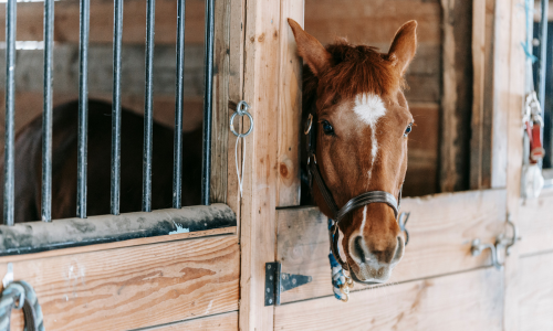 A horse inside of a stall.