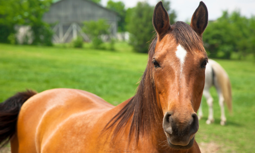 A close-up of a horse.