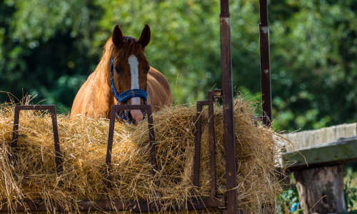 A horse eating out of a hay feeder in a pasture.