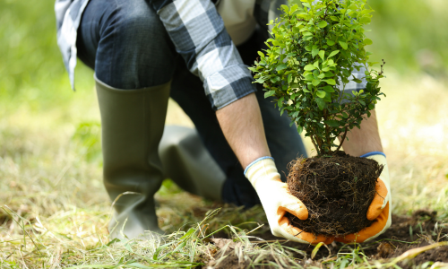 A tree being planted into the ground.
