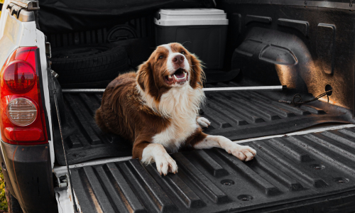 A happy dog laying in the bed of a pickup truck.