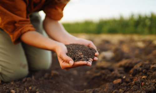 Hands holding a pile of soil.
