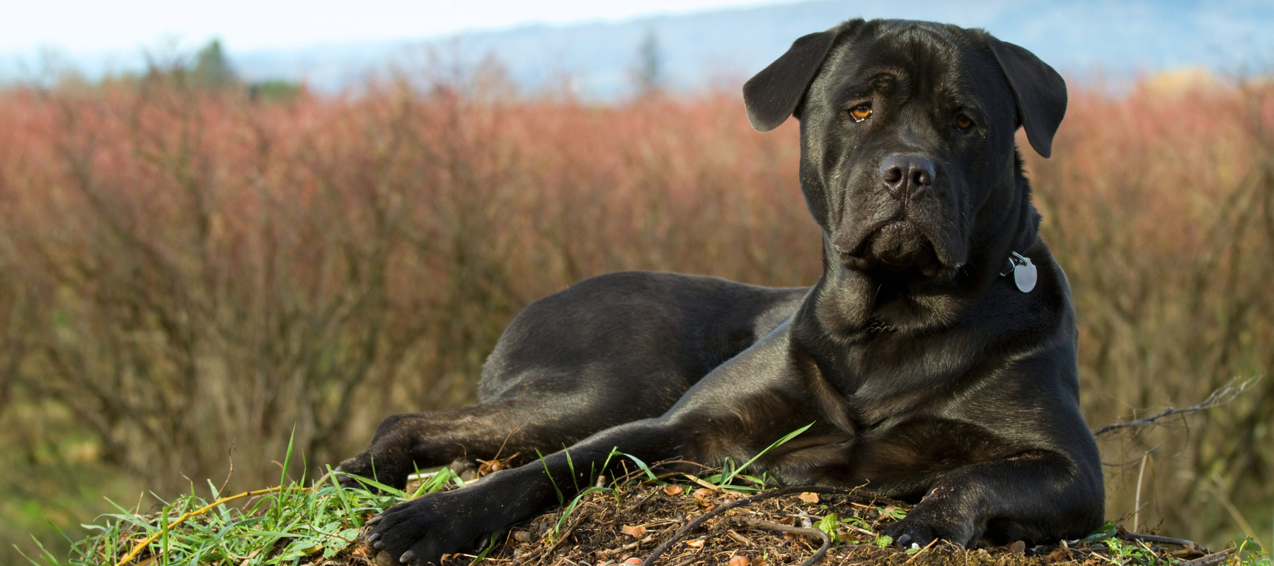 A close-up of a dog laying in a pasture.