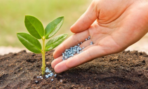 Fertilizer being placed by a plant.