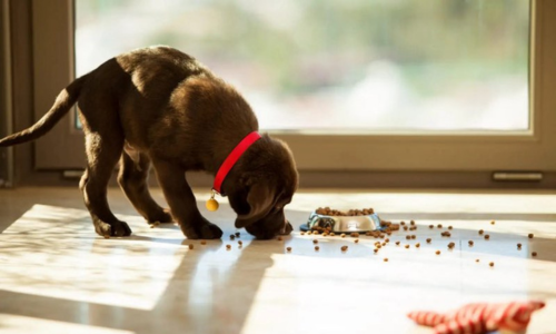 A small puppy eating food from a bowl and around it on the floor.