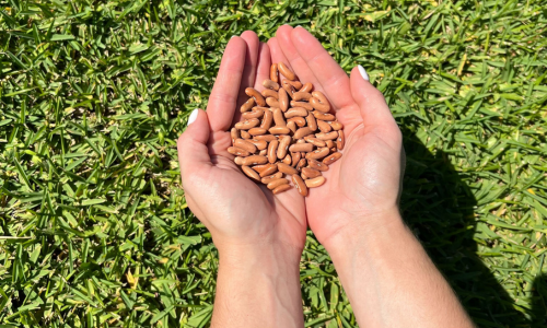 Hands cupped holding beans.