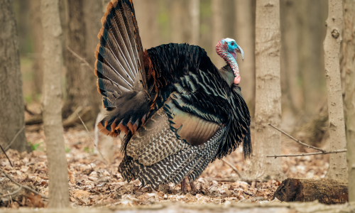 A wild Tom turkey walking in the woods.