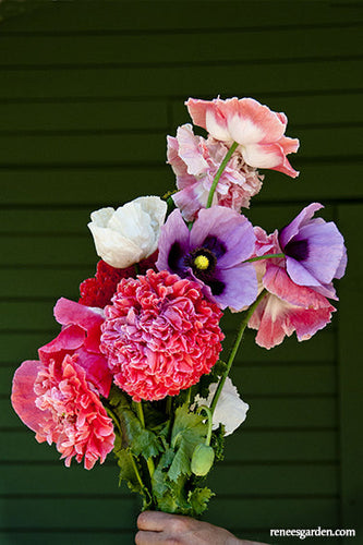 Renee's Garden Shirley Poppies French Flounce
