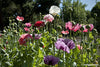 Renee's Garden Shirley Poppies French Flounce