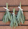 Renee's Garden Heirloom  Culinary Sage