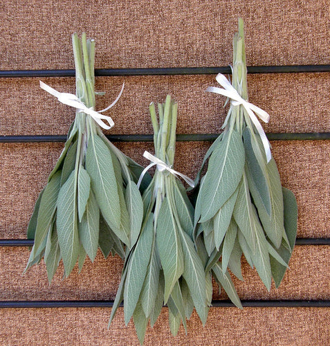 Renee's Garden Heirloom  Culinary Sage