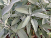 Renee's Garden Heirloom  Culinary Sage