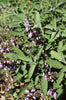 Renee's Garden Heirloom  Culinary Sage