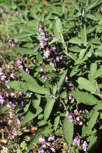 Renee's Garden Heirloom  Culinary Sage