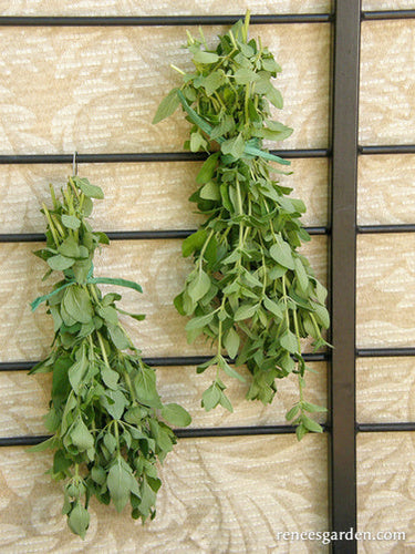 Renee's Garden Heirloom Italian Oregano