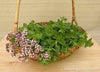 Renee's Garden Heirloom Italian Oregano