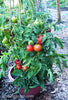 Renee's Garden Container Tomato  Super Bush