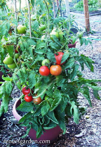 Renee's Garden Container Tomato  Super Bush