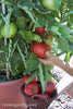 Renee's Garden Container Tomato  Super Bush
