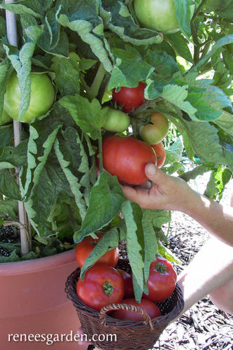 Renee's Garden Container Tomato  Super Bush