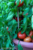 Renee's Garden Container Tomato  Super Bush