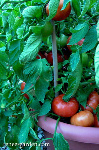 Renee's Garden Container Tomato  Super Bush