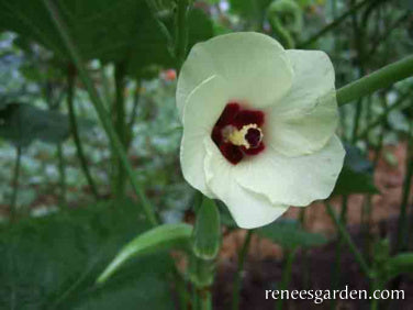 Renee's Garden Garden Okra Jambalaya